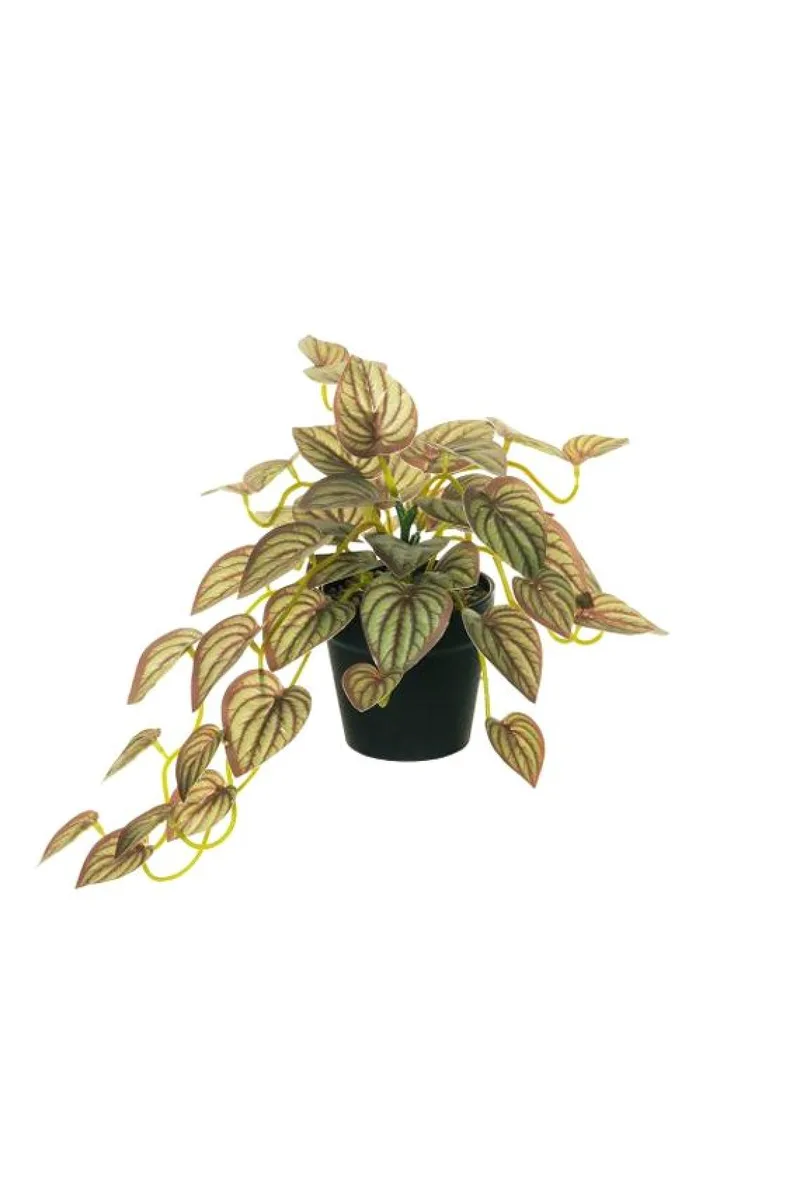 Φυτο Σε Γλαστρα 0x0x18cm Καφέ Evergreens