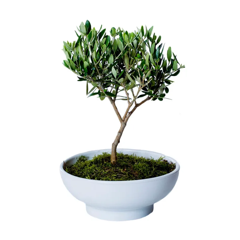 Ελιά-Bonsai σε Πήλινο Κασπώ