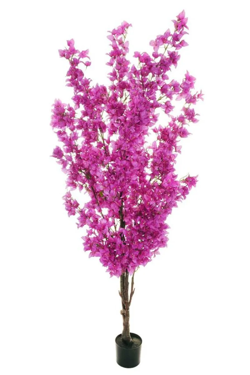 Μπουκαμβιλια Με Μωβ Ανθη Σε Γλαστρα 180CM 0x0x180cm Μονόχρωμο Evergreens