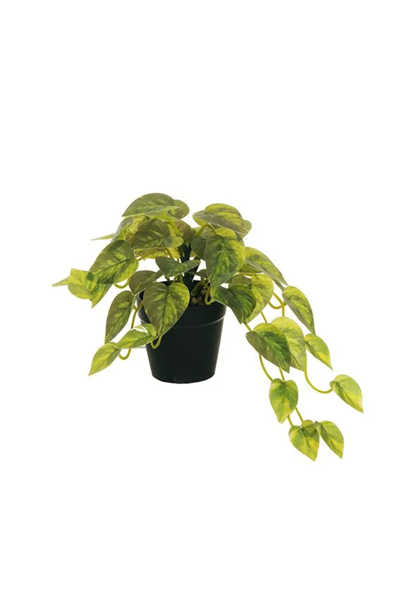 Φυτο Σε Γλαστρα 0x0x18cm Πράσινο Evergreens
