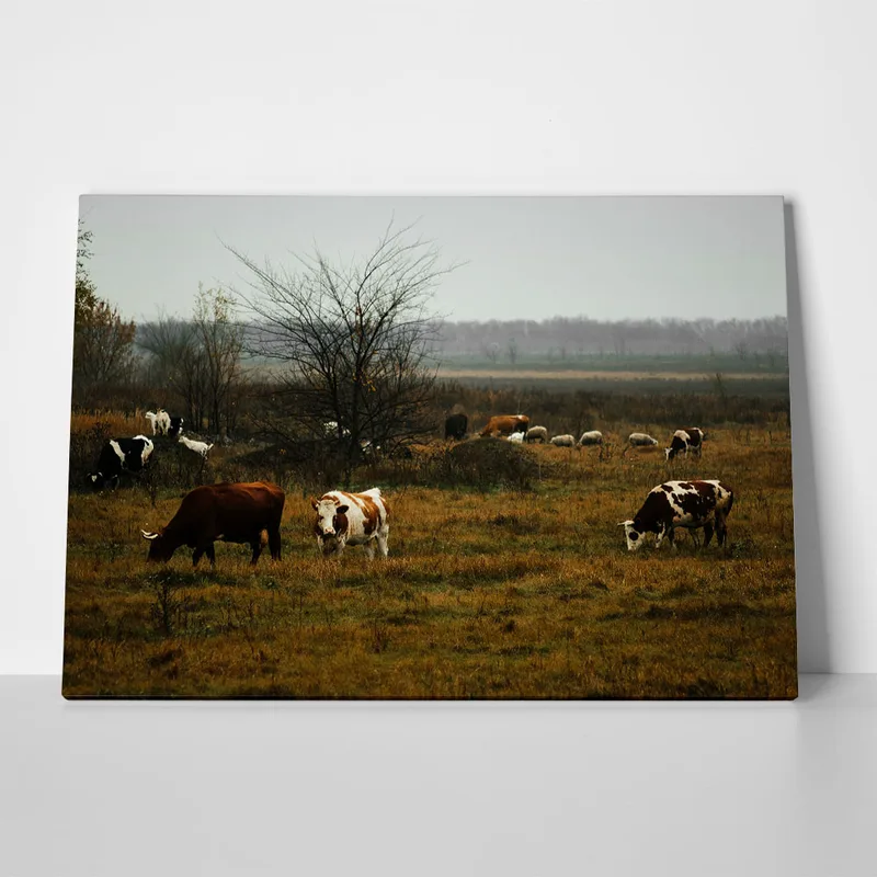 Πίνακας σε Καμβά RUSTIC FARMHOUSE COWS 8