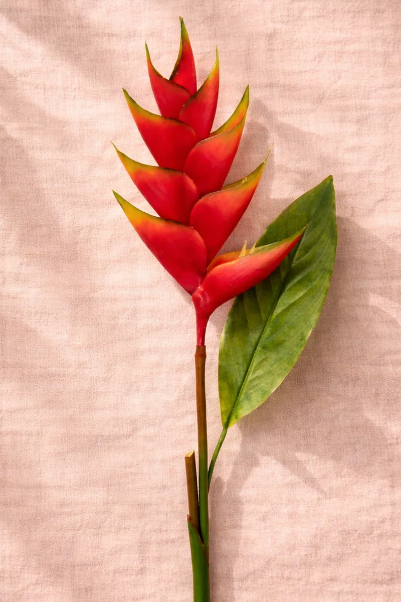 Λουλουδι Ελικονια 88Cm 0x0x88cm Μονόχρωμο Evergreens