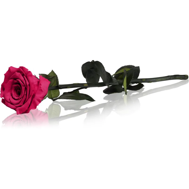 RoseAmor Fuchsia διατηρημένο τριαντάφυλλο με μίσχο 30 cm 1 τμχ