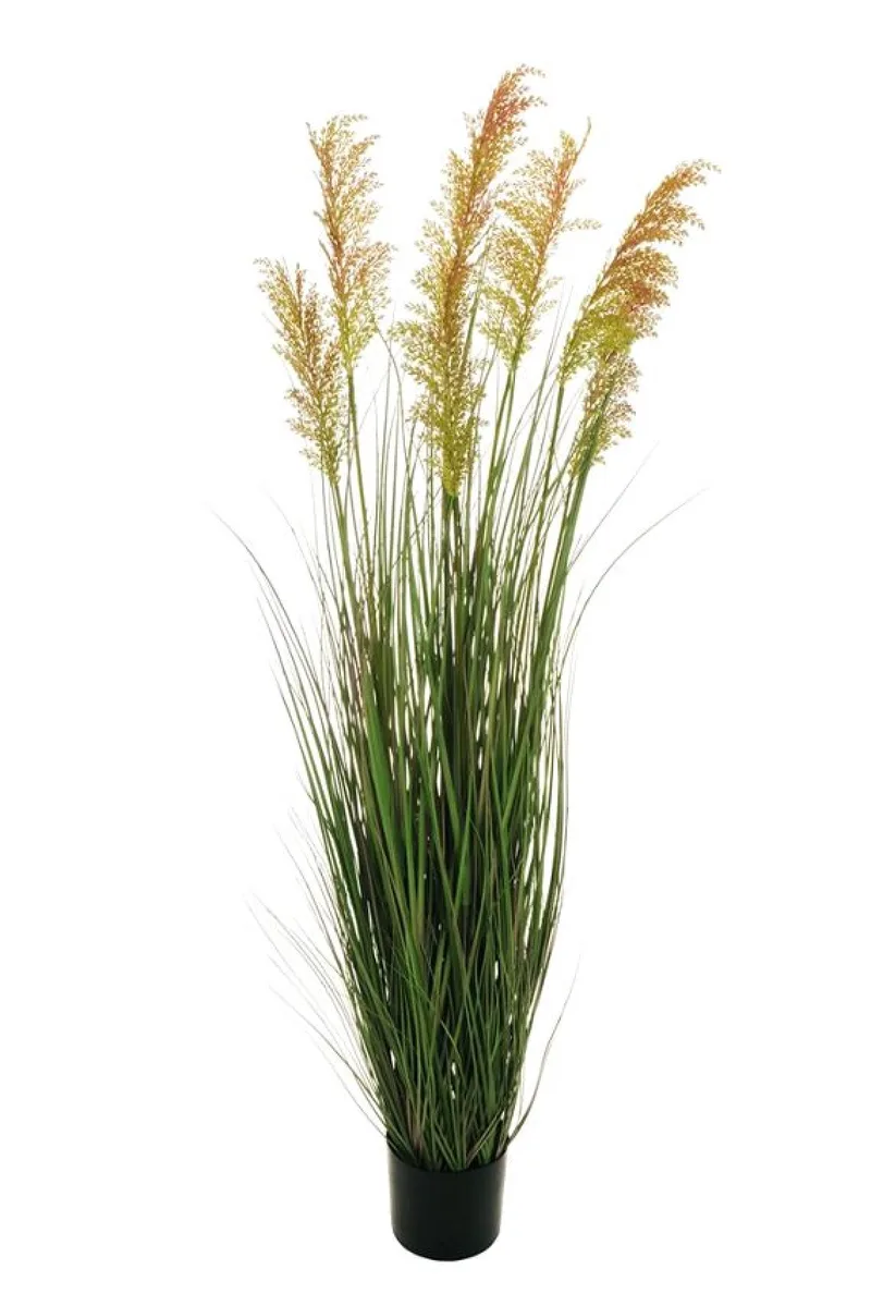 Γρασιδι Sorghum 152Cm 0x0x152cm Μονόχρωμο Evergreens