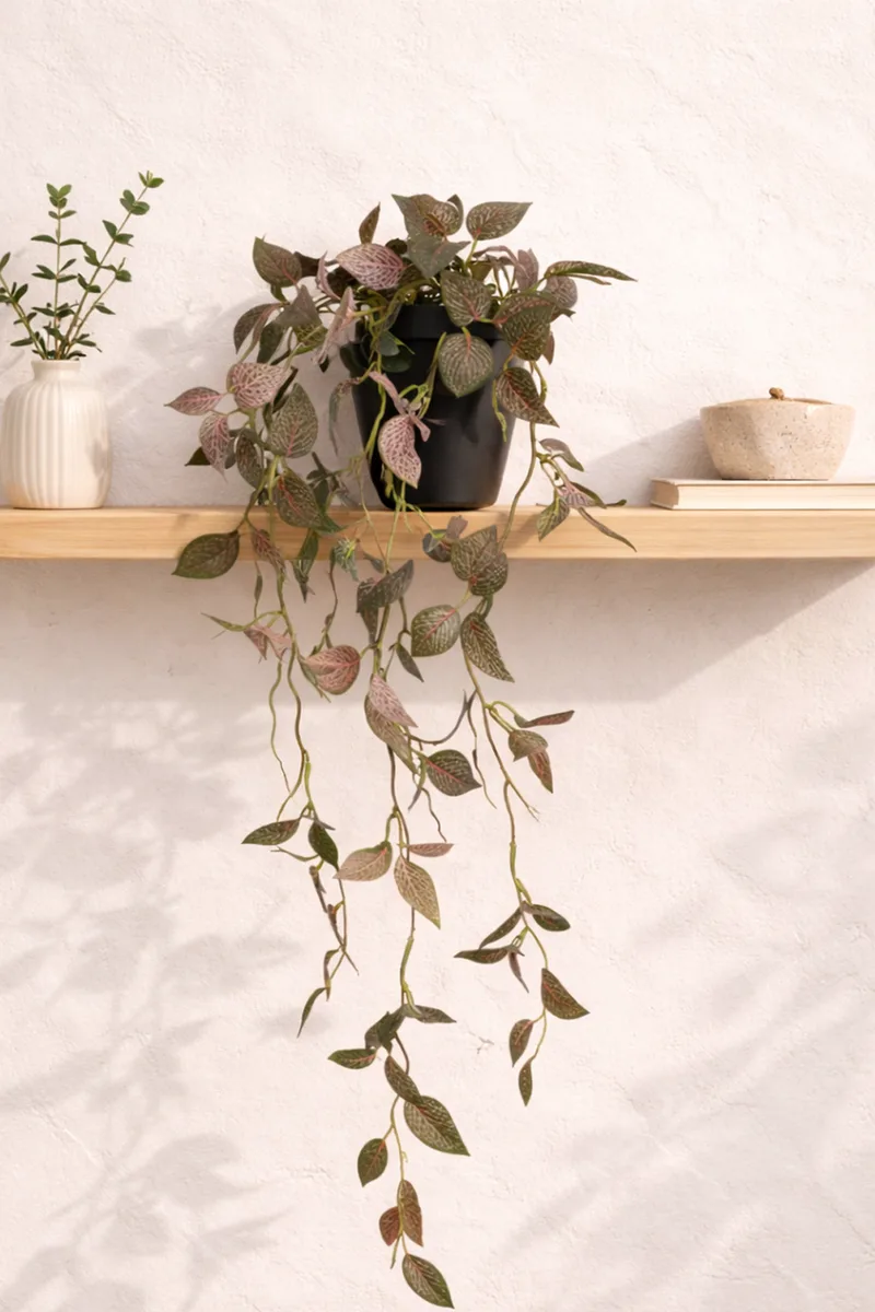 Φυτο Φιτονια Σε Γλαστρα 15x15x70cm Σχέδιο 2 Kaeming