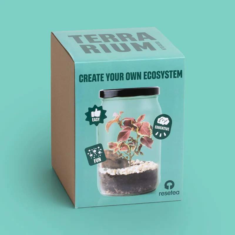 DIY Terrarium Kit – Δημιουργήστε το Δικό σας Μικρό Οικοσύστημα