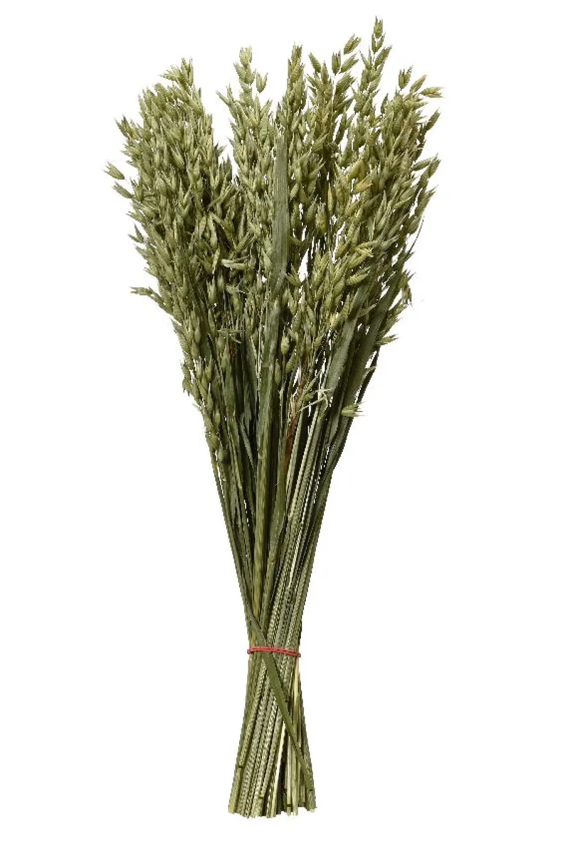 Μπουκετο Αποξηραμενο 55Cm 55x14x55cm Πράσινο Kaeming