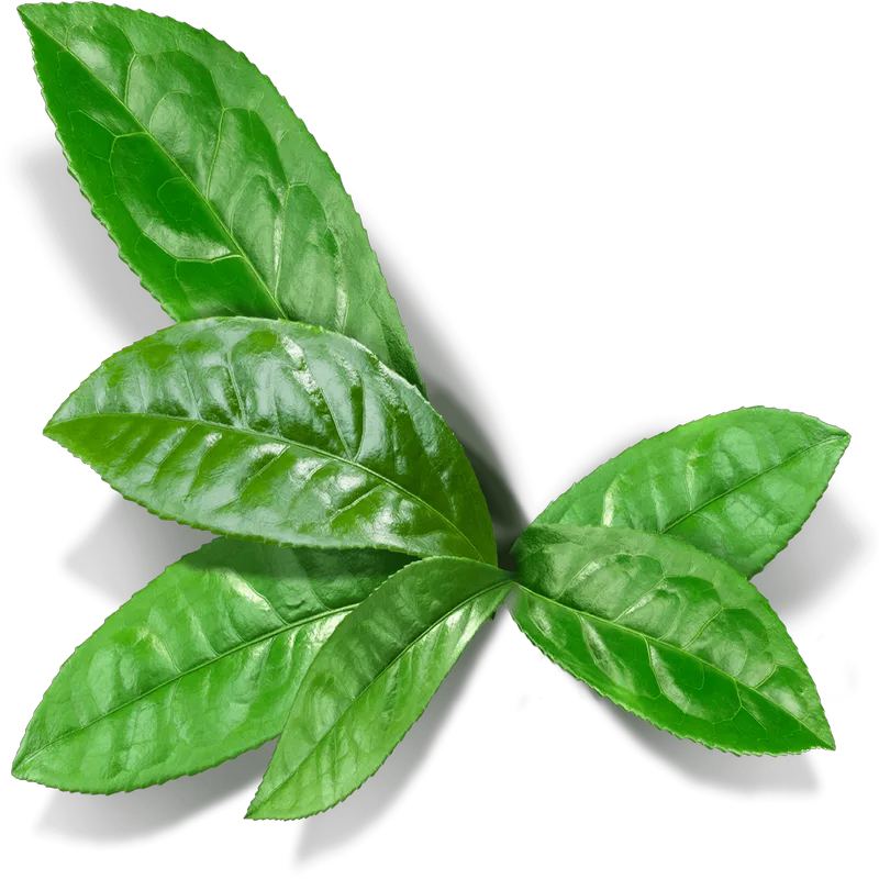 Κάψουλες Μάτσα 70 τεμάχια 600mg