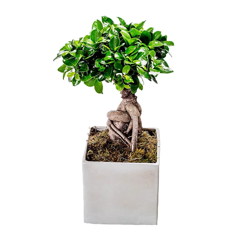 Bonsai-Φίκος σε Πήλινο Κασπώ