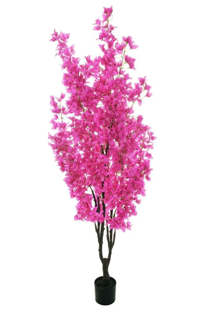Μπουκαμβιλια Με Φουξια Ανθη Σε Γλαστρα 180CM 0x0x180cm Μονόχρωμο Evergreens