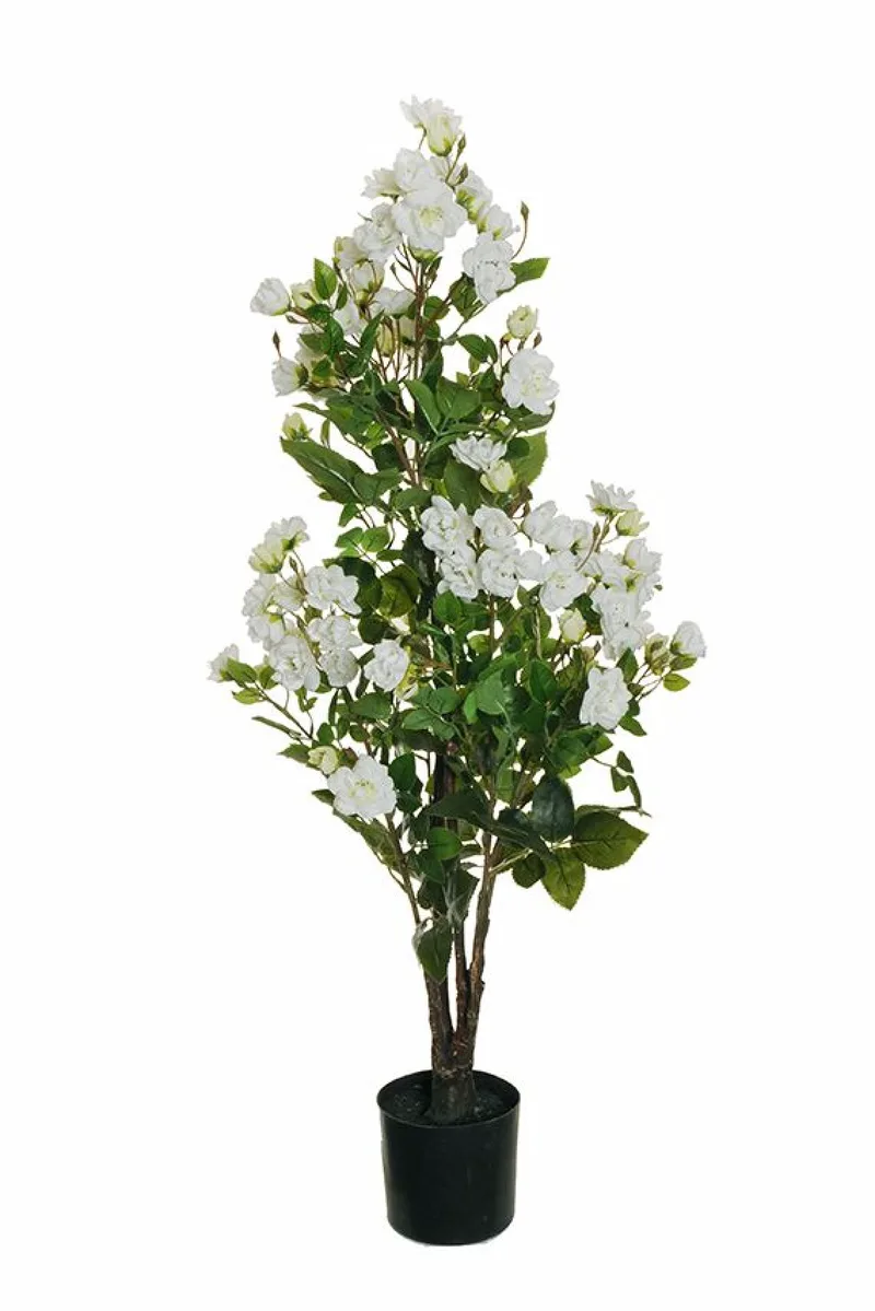 Τριανταφυλλια Σε Γλαστρα 0x0x95cm Μονόχρωμο Evergreens
