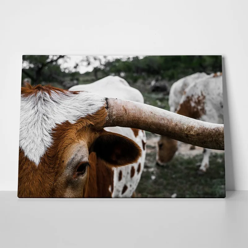 Πίνακας σε Καμβά RUSTIC FARMHOUSE COWS 9