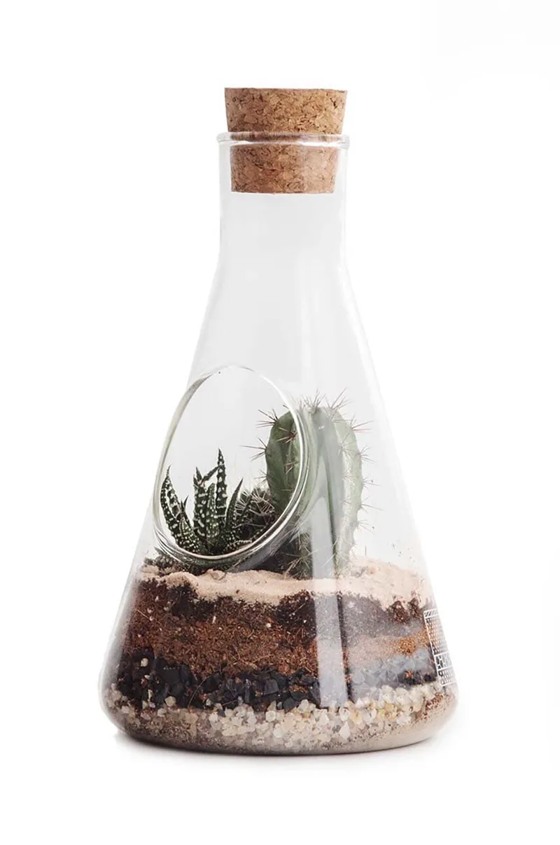 Terrarium φυτών Luckies of London