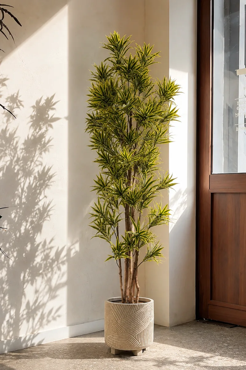 Δρακαινα Σε Γλαστρα 210Cm 0x0x210cm Μονόχρωμο Evergreens