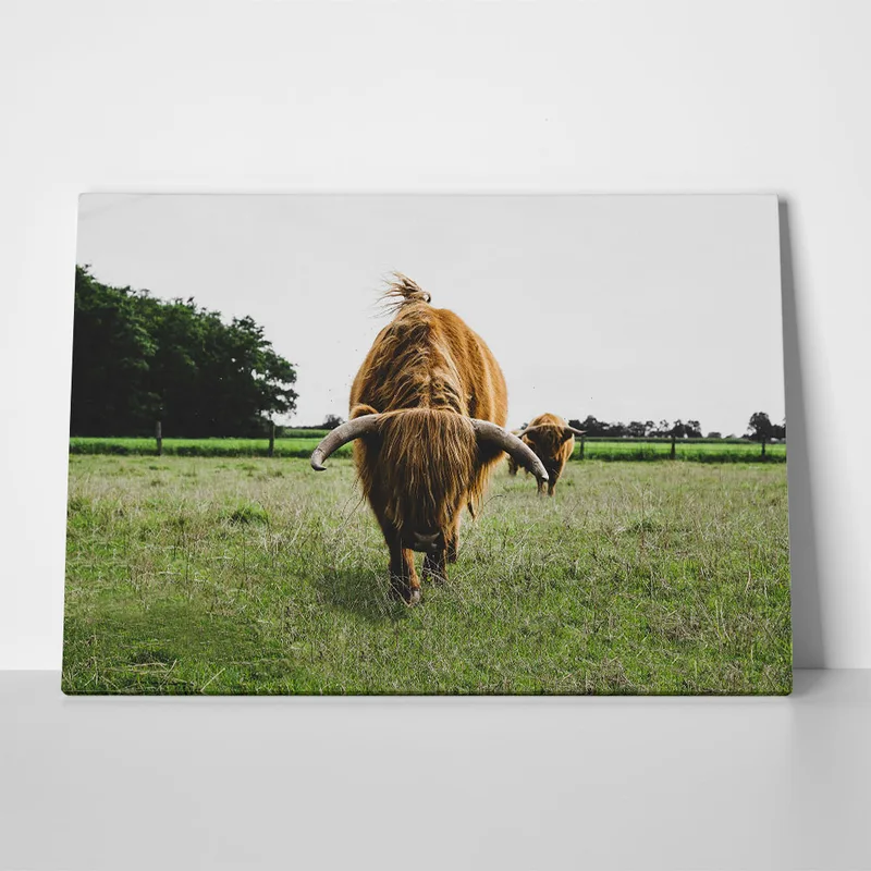 Πίνακας σε Καμβά RUSTIC FARMHOUSE COWS 11