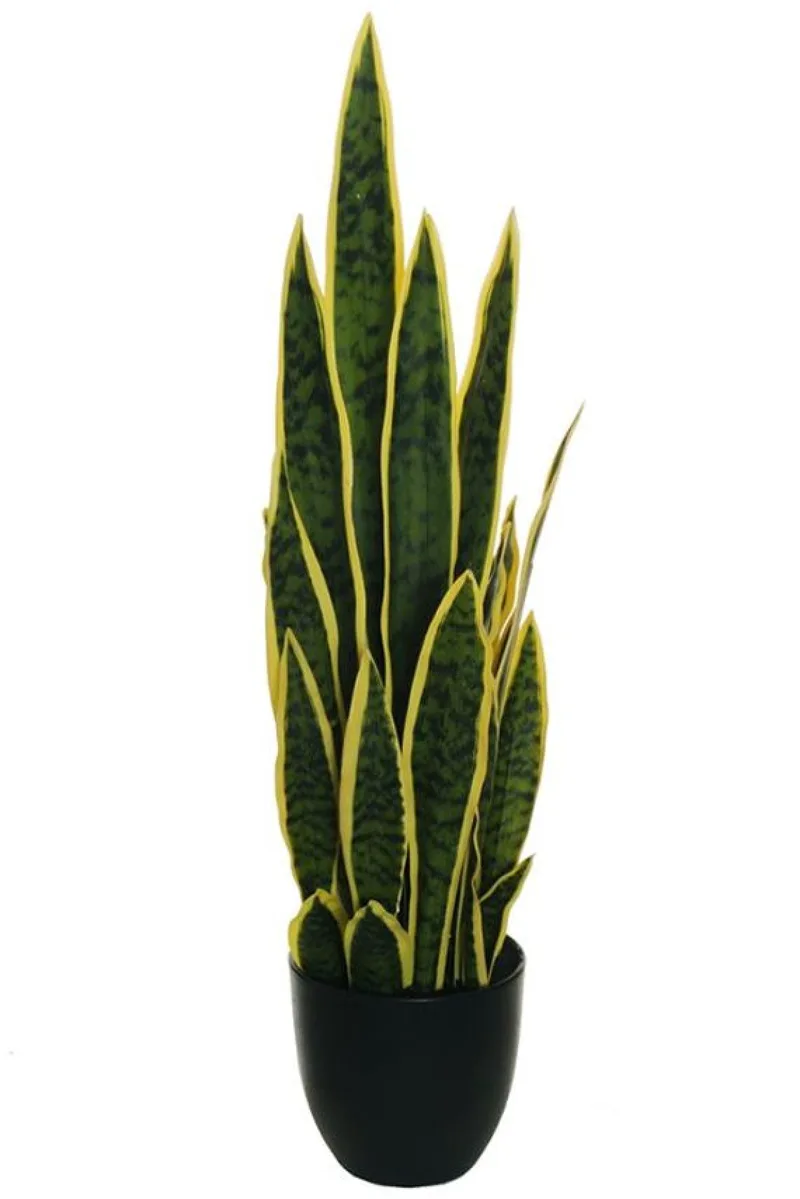 Σανσεβιερα Σε Γλαστρα 65Cm 0x0x65cm Μονόχρωμο Evergreens