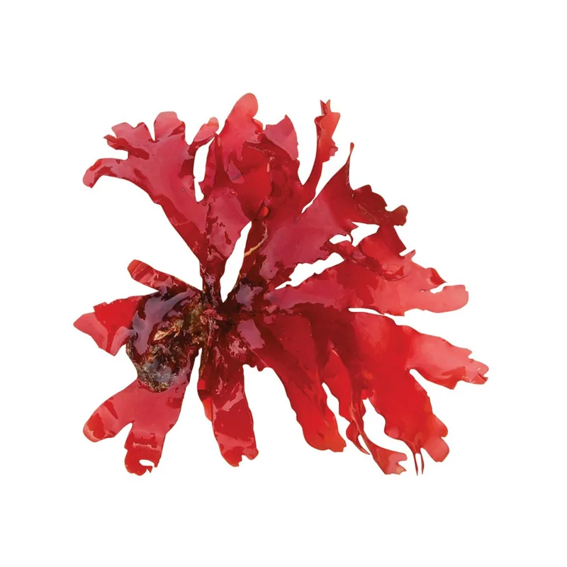 Κάψουλες Ασταξανθίνης (Astaxanthin) 350mg