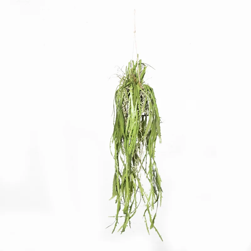 Supergreens Τεχνητή Κρεμαστή Ρίζα/Φωτιστικό Επίφυλλο "Dama Noce" Πράσινη 106 εκ.