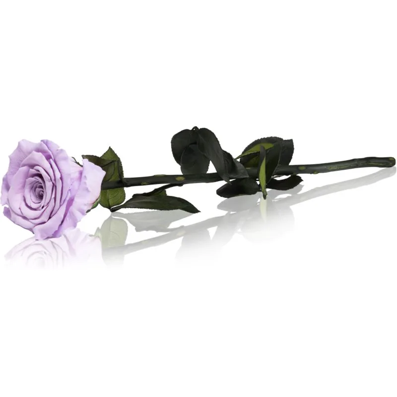 RoseAmor Μωβ διατηρημένο τριαντάφυλλο με μίσχο 30 cm 1 τμχ