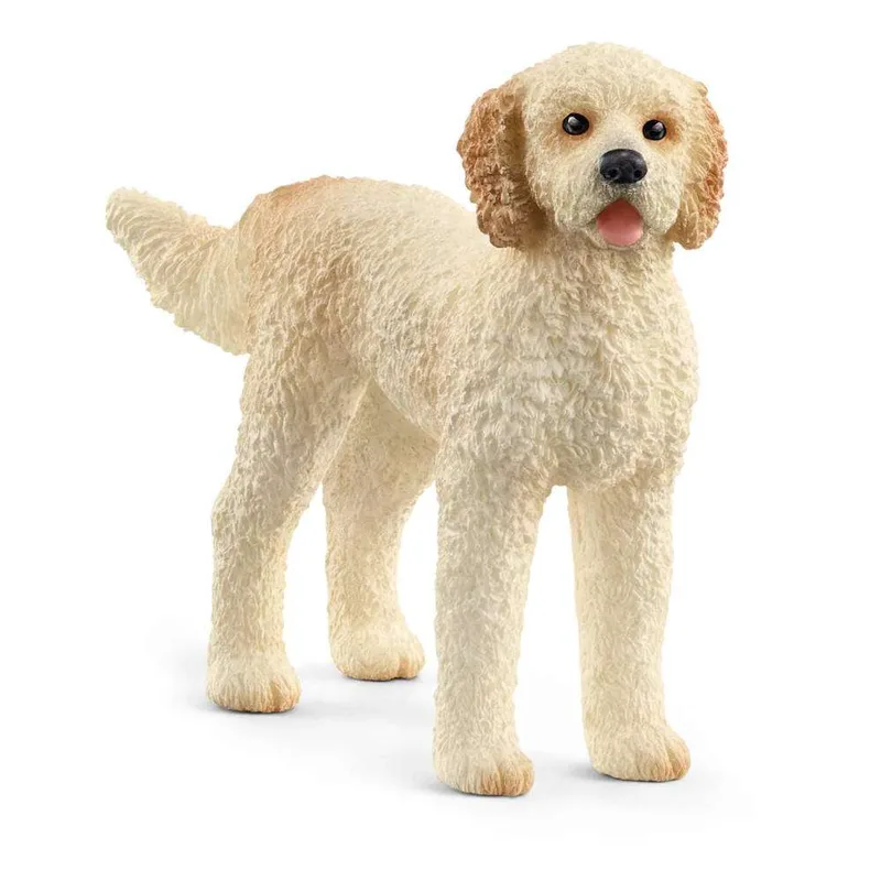 Μινιατούρα Scheich Σκύλος Goldendoodle 13939