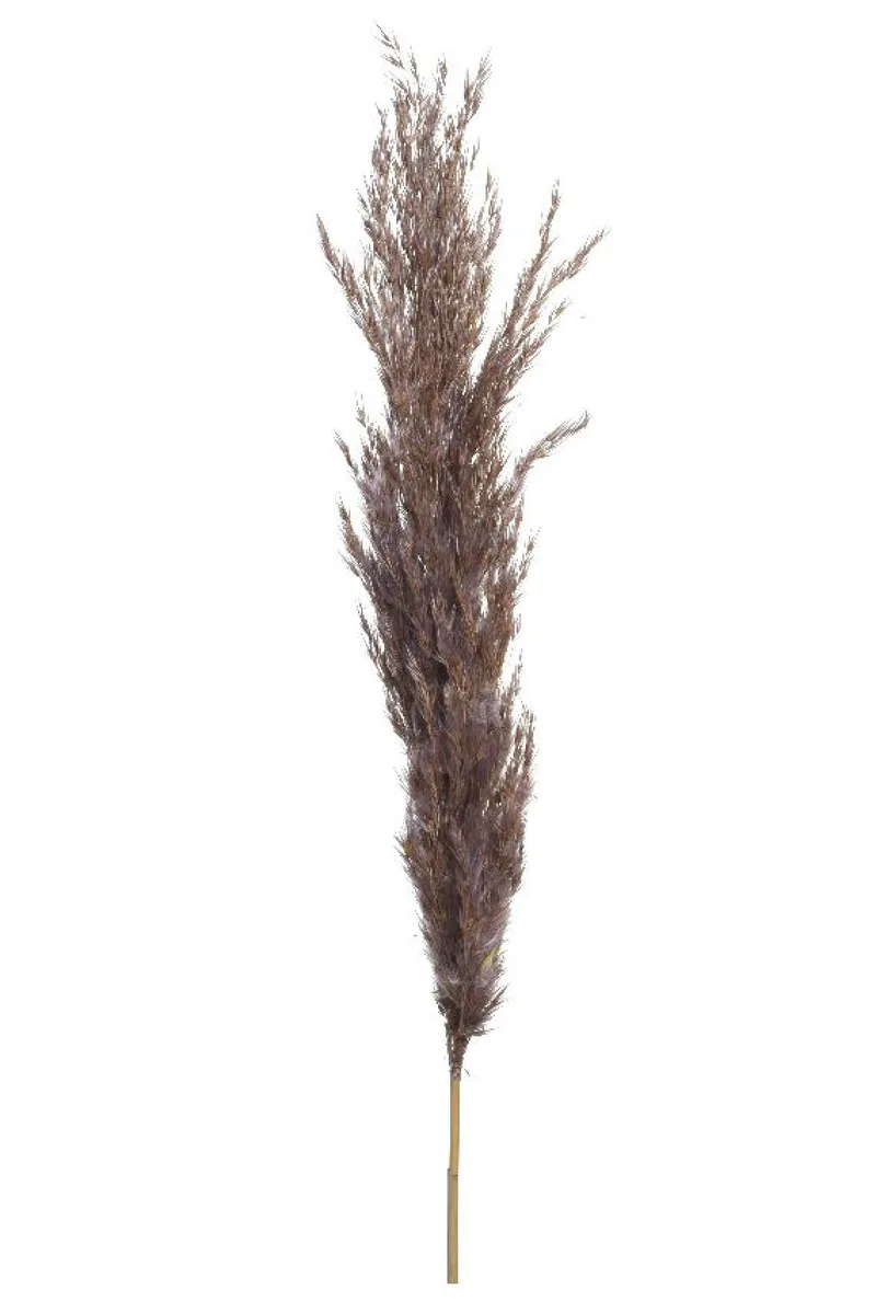 Κλαδι Απο Pampas Plume Αποξηραμενο 65Cm 5x12x65cm Καφέ Kaeming