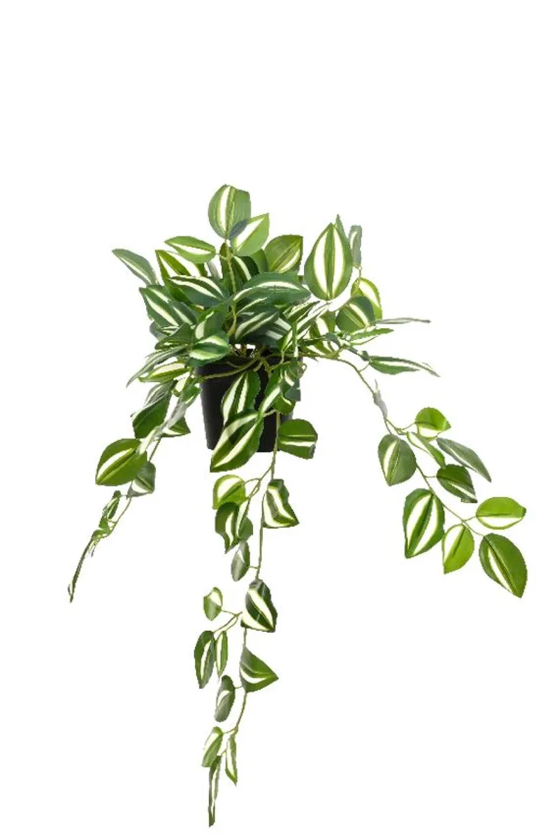 Ζεμπρινα Σε Γλαστρα 50x15x16cm Σχέδιο 2 Kaeming