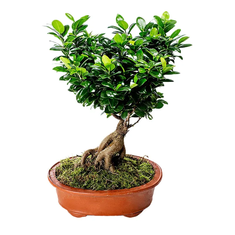 Bonsai-Φίκος σε Πήλινο Κασπώ Deluxe