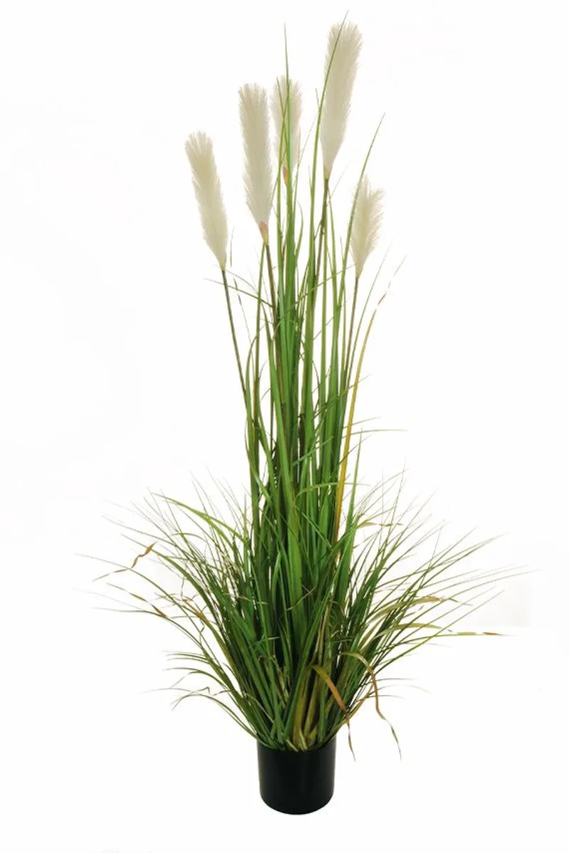 Γρασιδι Pampas Σε Γλαστρα 150Cm 0x0x150cm Μονόχρωμο Evergreens