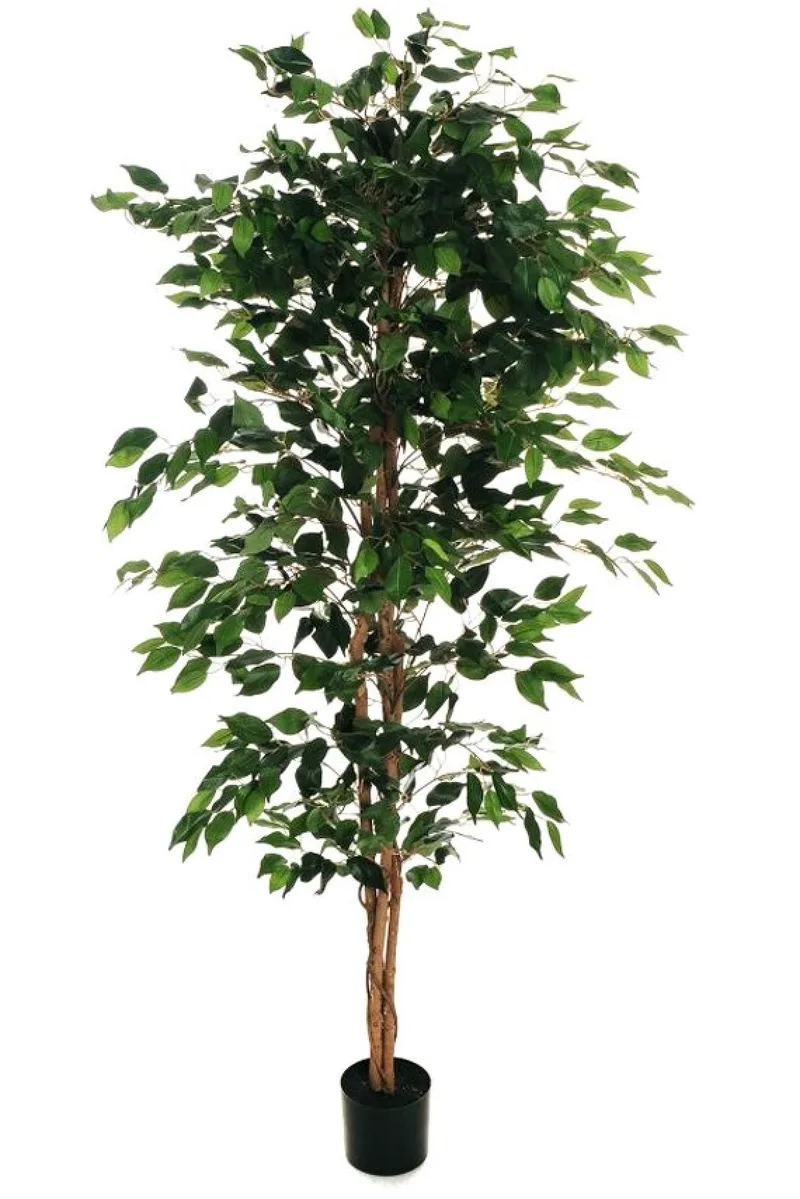 Φικος Μπεντζαμιν Σε Γλαστρα 0x0x180cm Μονόχρωμο Evergreens