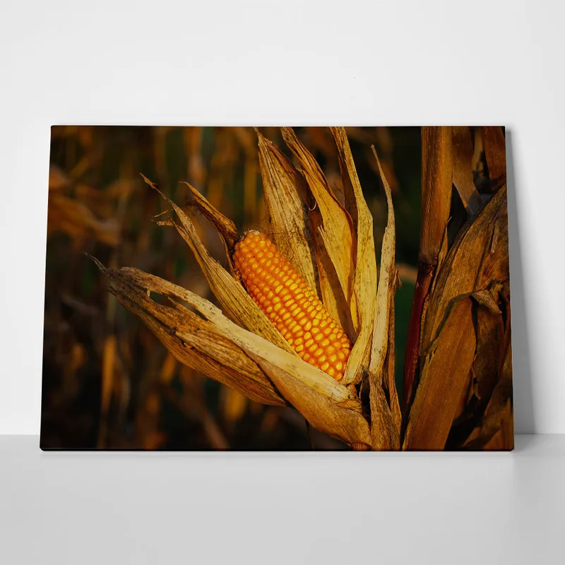 Πίνακας σε Καμβά RUSTIC FARMHOUSE CORN
